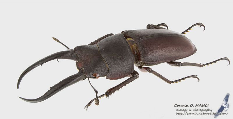 Prosopocoilus_gracilis_l_s.JPG