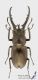 Lucanus_hermani_s.jpg