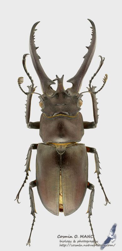 Lucanus_hermani_s.jpg