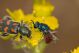Trichodes_ammios_03_s.jpg