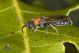 Krombeinella_thoracica.jpg
