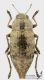Dicerca_aenea_s_C01164.jpg