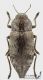 Dicerca_aenea_s_C01159.jpg