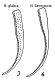 epipleure-Hydrothassa.jpg