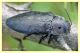 buprestidae (1).JPG