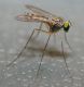Sciapus pallens1.jpg