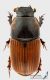 Coprimorphus_scrutator_s_C01194.jpg