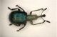 Apoderus 3.9mm.JPG