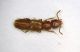 Staphy01 2.2mm.JPG