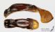 Protaetia_cuprea_g_C01197.jpg