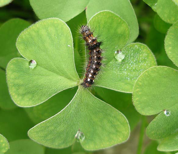 Bruco su Oxalis acetosella 007_crop.jpg