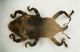 Curculio05 4.3mm Vizzano.JPG