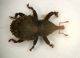 Curculio03 3mm Vizzano.JPG