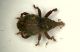 Curculio02 2mm Vizzano.JPG