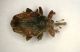 Curculio01 2.5mm Vizzano.JPG