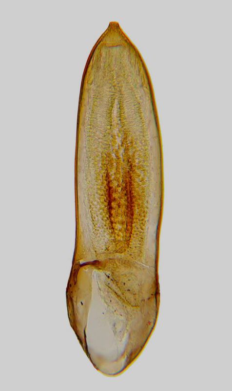 Acupalpus paludicola.jpg