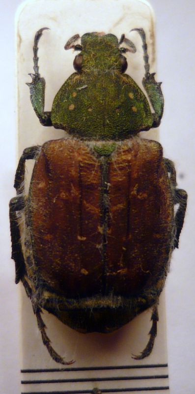 Gnorimus subopacus Motschulsky.JPG