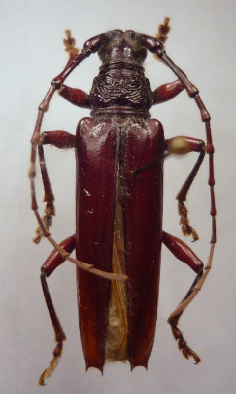 Coleoxestia spinipennis interiorana Fragoso 1993.JPG