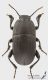 Pedinus_s_C01137.JPG