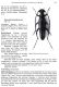 Stenurella intermedia_.jpg