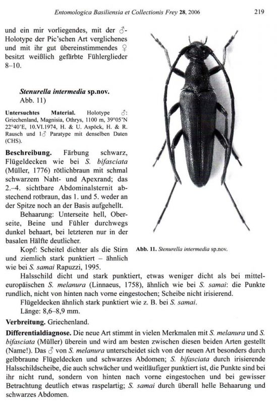 Stenurella intermedia_.jpg