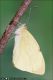 Pieris_brassicae_2208.jpg