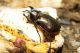 Chalcosoma atlas.jpg