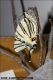 Iphiclides_podalirius_5523.jpg
