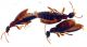 Anthicidae2_c1b2_18IV2007_3,2mm_Z-1387 Montage.jpg