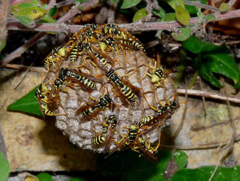 nido polistes.JPG