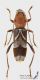 Chlorophorus_ruficornis_s_C01205.jpg