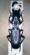 Typhlochoromus stolzi copia.jpg