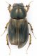 Aphodiidae_SanVittorino_7-XI-2010_5mm.jpg