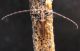 Deroplia_troberti_cruciata_02.JPG