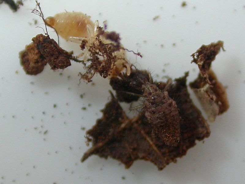 Formicaleone_e_termite_1.jpg