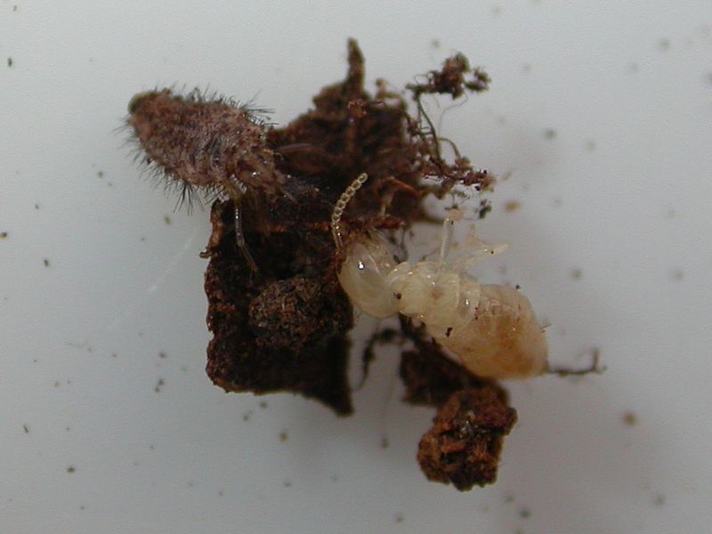 Formicaleone_e_termite_2.jpg