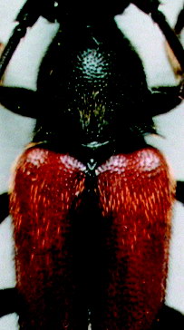 S.pamphyliae_part_male.jpg