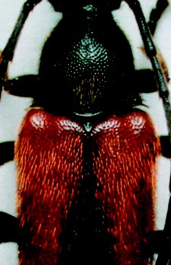 S.pamphyliae_part_female.jpg