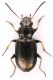 Carabidae_Roma_Parco_Aniene_4-XI-2010_4,2mm.jpg