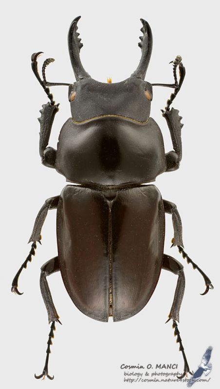 Neolucanus_delicatus2_s.jpg