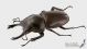 Neolucanus_delicatus2_ls.jpg