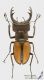 Lucanus_laetus_s.jpg