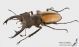 Lucanus_laetus_l_s.jpg