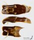 Lucanus_laetus_g.JPG