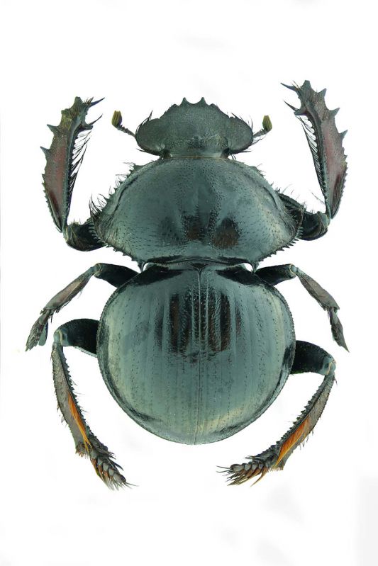 Pachysoma rodriguesi.jpg