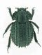 Trox horridus (Western Cape - Sud Africa).jpg