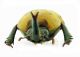 Ceroplophana modiglianii a (Borneo).jpg