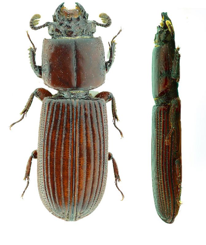 Leptaulax sp. (Malaysia).jpg