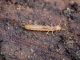 ule larva.JPG