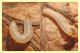 larva noce.JPG